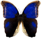 schmetterling0370126.jpg