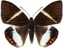 schmetterling0370127.jpg