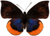 schmetterling0370128.jpg
