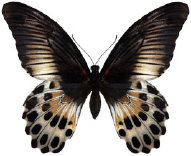 schmetterling037061.jpg