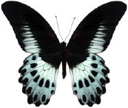 schmetterling037062.jpg