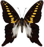 schmetterling037065.jpg