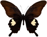 schmetterling037068.jpg
