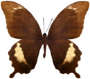 schmetterling037069.jpg