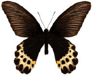 schmetterling037070.jpg