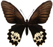 schmetterling037071.jpg