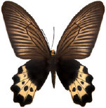 schmetterling037072.jpg