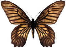 schmetterling037073.jpg