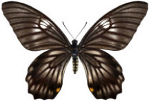 schmetterling037074.jpg