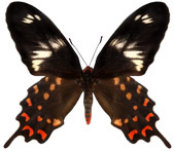 schmetterling037075.jpg