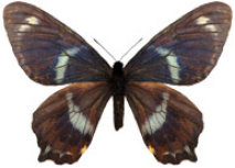 schmetterling037076.jpg