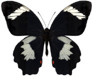 schmetterling037077.jpg
