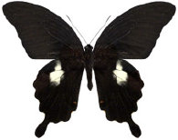 schmetterling037078.jpg