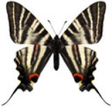 schmetterling037079.jpg