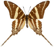 schmetterling037080.jpg