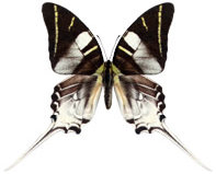 schmetterling037082.jpg