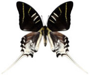 schmetterling037083.jpg