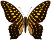 schmetterling037085.jpg