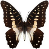 schmetterling037086.jpg