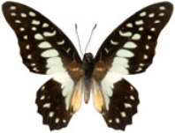 schmetterling037087.jpg