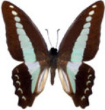schmetterling037088.jpg