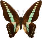 schmetterling037089.jpg