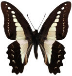 schmetterling037090.jpg
