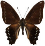 schmetterling037091.jpg