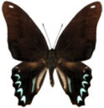 schmetterling037092.jpg