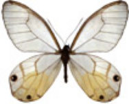 schmetterling037093.jpg