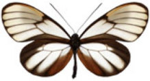 schmetterling037094.jpg