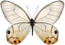 schmetterling037095.jpg