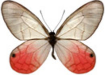 schmetterling037097.jpg
