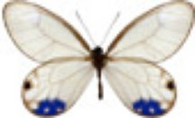 schmetterling037098.jpg