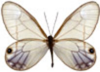 schmetterling037099.jpg