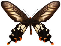 schmetterling0380100.jpg