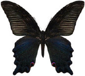 schmetterling0380101.jpg