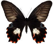 schmetterling0380102.jpg