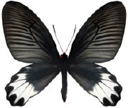 schmetterling0380103.jpg