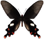 schmetterling0380104.jpg