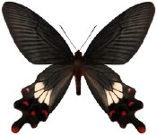 schmetterling0380105.jpg