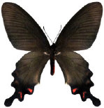 schmetterling0380106.jpg
