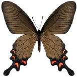 schmetterling0380107.jpg