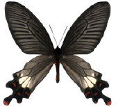 schmetterling0380108.jpg