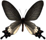 schmetterling0380109.jpg