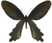 schmetterling0380110.jpg