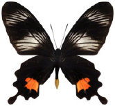 schmetterling0380111.jpg