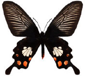 schmetterling0380112.jpg