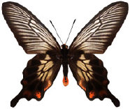 schmetterling0380113.jpg