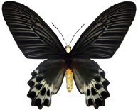 schmetterling0380114.jpg